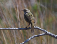 Salt River Road - Salt Lake